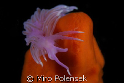 flambellina affinis by Miro Polensek 